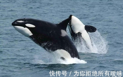 海洋巨無霸的生存法則 藍鯨的天敵與“藍鯨市集”的隱喻