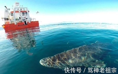 深海壽星 從明朝游到今朝的格陵蘭睡鯊