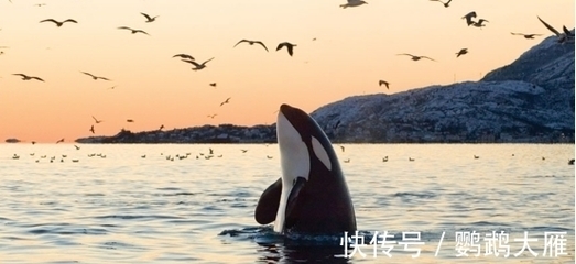 鯨魚一次排泄200升，明明污染海洋，為何被認(rèn)為'價(jià)值連城'？——探秘藍(lán)鯨的海洋'黃金雨'