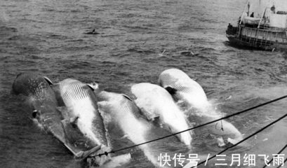 從遠古獵手到現(xiàn)代市集 藍鯨與人類交織的漫長史詩